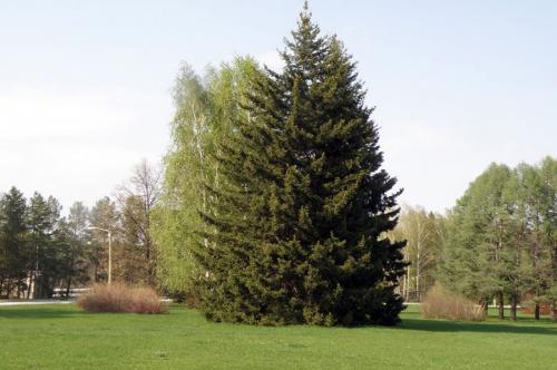 Все виды хвойных растений. Хвойные деревья — лучшие хвойные деревья и особенности их применения в ландшафтном дизайне (140 фото)