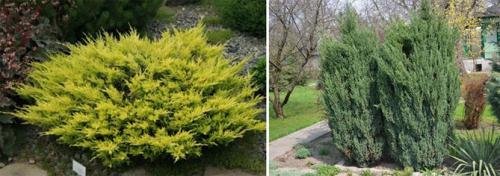 Хвойные кустарники можжевельник. Ботаническое описание растения, фото