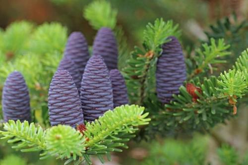 Виды и сорта хвойников. Хвойные растения – фото с названиями