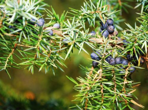 Можжевельник хвойный кустарник. Ботаническое описание растения, фото