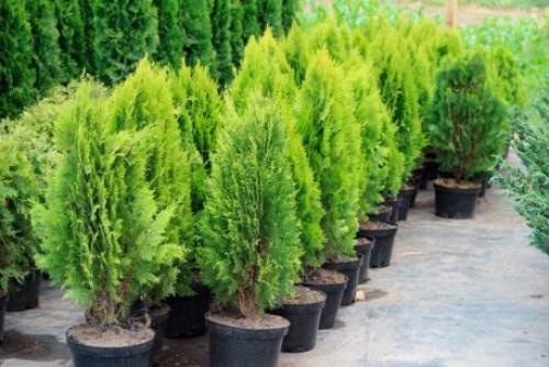 Хвойные кустарники для сада. Виды с названиями и их описание
