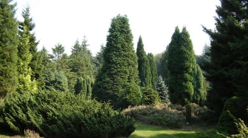 Декоративные хвойные кустарники в ландшафте сада. Какие растения выбрать 06 Декоративные хвойные кустарники в ландшафте сада. Какие растения выбрать 06