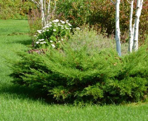 Можжевельник хвойный кустарник. Ботаническое описание растения, фото