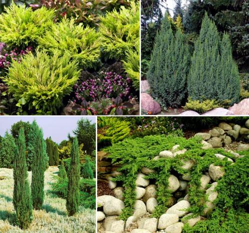 Можжевельник хвойный кустарник. Ботаническое описание растения, фото