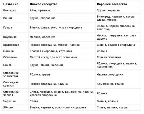Совместимость деревьев на дачном участке. Совместимость плодовых деревьев и кустарников 03 Совместимость деревьев на дачном участке. Совместимость плодовых деревьев и кустарников 03