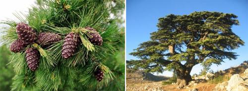 Хвойные для сибири. Хвойные деревья: названия с описаниями и фото