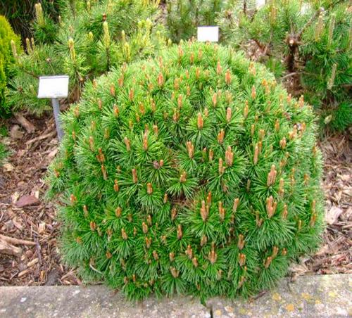 Хвойные до 3 метров. 6 популярных сортов карликовых и низкорослых хвойников
