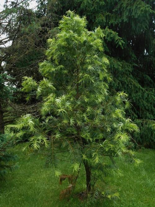 Хвойные растения в ландшафтном дизайне. Хвойные в ландшафтном дизайне 2022: ТОП-80 красивых идей 09 Хвойные растения в ландшафтном дизайне. Хвойные в ландшафтном дизайне 2022: ТОП-80 красивых идей 09