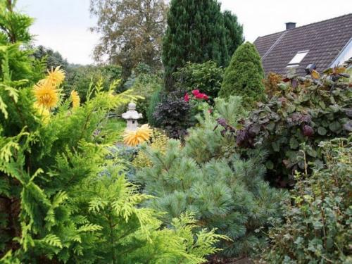 Карликовые хвойные в ландшафтном дизайне. Низкорослые хвойные для сада — секреты роста