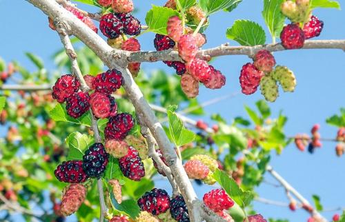 Совместимость шелковицы с другими деревьями. Шелковица — посадка и уход за деревом для ленивых