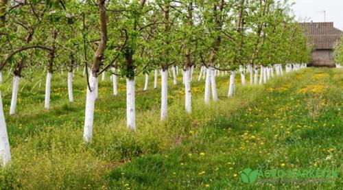 Таблица совместимости плодовых деревьев и кустарников 08 Таблица совместимости плодовых деревьев и кустарников 08
