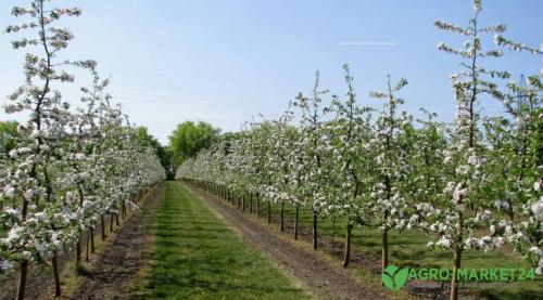 Таблица совместимости плодовых деревьев и кустарников 07 Таблица совместимости плодовых деревьев и кустарников 07