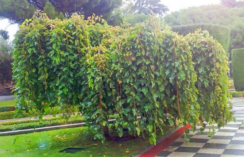 Совместимость шелковицы с другими деревьями. Шелковица — посадка и уход за деревом для ленивых