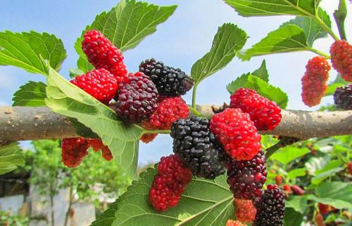 Совместимость шелковицы с другими деревьями. Шелковица — посадка и уход за деревом для ленивых