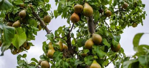 Совместимость плодовых деревьев и овощей. Совместимость садовых деревьев друг с другом и другими культурами