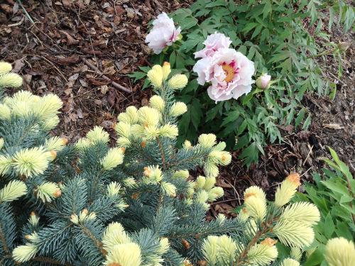 Лучшие декоративные хвойные растения для сада. (+85 фото) Лучшие хвойные растения для сада 16