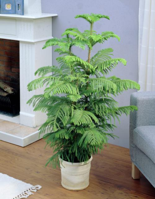 Декоративные хвойные растения для дома. ТОП-3 лучших хвойных растений для дом. 2021,nbsp11:00nbsp /nbsp