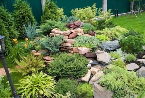 Лучшие декоративные хвойные растения для сада. (+85 фото) Лучшие хвойные растения для сада