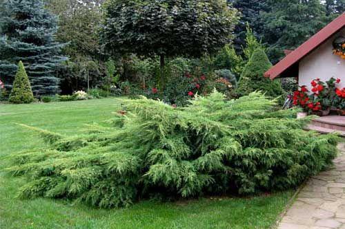 Как составить красивую композицию из хвойных. Выбор растений для композиции из хвойных 11 Как составить красивую композицию из хвойных. Выбор растений для композиции из хвойных 11