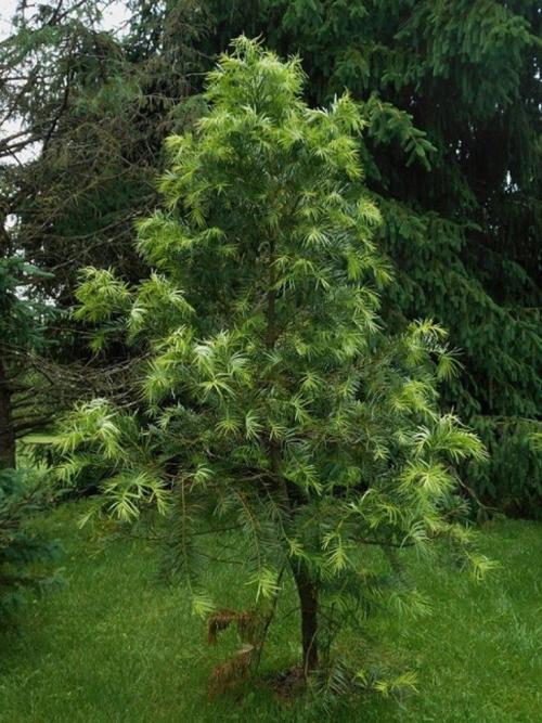 Лучшие декоративные хвойные растения для сада. (+85 фото) Лучшие хвойные растения для сада