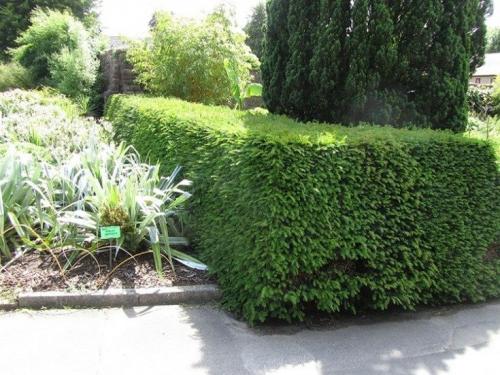 Лучшие декоративные хвойные растения для сада. (+85 фото) Лучшие хвойные растения для сада