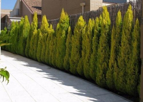 Лучшие декоративные хвойные растения для сада. (+85 фото) Лучшие хвойные растения для сада