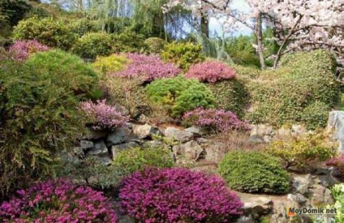 Как составить красивую композицию из хвойных. Выбор растений для композиции из хвойных 08 Как составить красивую композицию из хвойных. Выбор растений для композиции из хвойных 08