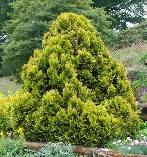 Хвойные до 3 метров. 6 популярных сортов  карликовых и низкорослых хвойников