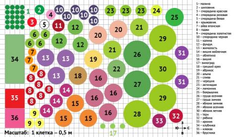 Опасное соседство для садовых культур. Какие растения не переносят соседства друг с другом 02 Опасное соседство для садовых культур. Какие растения не переносят соседства друг с другом 02