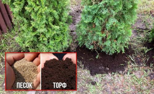 Какие плодовые деревья и кустарники не боятся высокого.. Декоративные растения для улучшения почвы с близким залеганием грунтовых вод 01 Какие плодовые деревья и кустарники не боятся высокого.. Декоративные растения для улучшения почвы с близким залеганием грунтовых вод 01