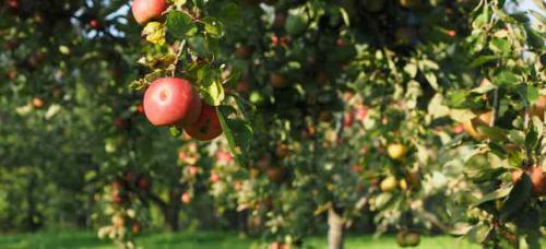Совместимость плодовых деревьев таблица. Совместимость садовых деревьев друг с другом и другими культурами
