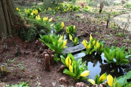 Какие плодовые деревья и кустарники не боятся высокого.. Декоративные растения для улучшения почвы с близким залеганием грунтовых вод 05 Какие плодовые деревья и кустарники не боятся высокого.. Декоративные растения для улучшения почвы с близким залеганием грунтовых вод 05