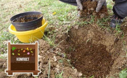 Какие плодовые деревья и кустарники не боятся высокого.. Декоративные растения для улучшения почвы с близким залеганием грунтовых вод 03 Какие плодовые деревья и кустарники не боятся высокого.. Декоративные растения для улучшения почвы с близким залеганием грунтовых вод 03