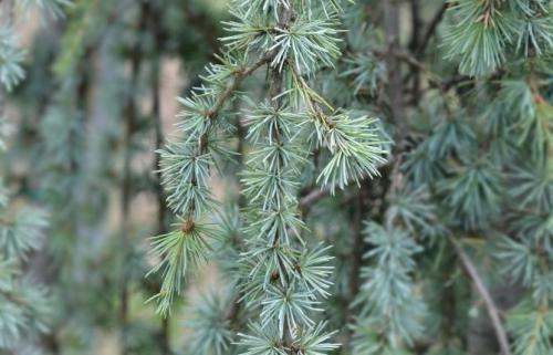 Хвойные для дачи. Плакучие