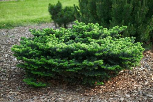 Хвойные до 3 метров. 6 популярных сортов  карликовых и низкорослых хвойников