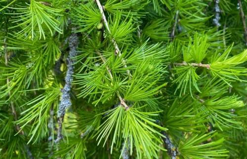 Хвойные для дачи. Плакучие