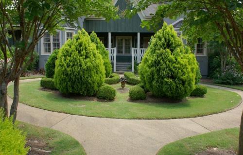 Хвойные растения для сада и дачи. Основные виды хвойных растений