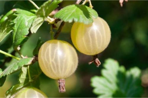 Ягодные кустарники список. Какие ягодные кустарники посадить на даче. Часть 1