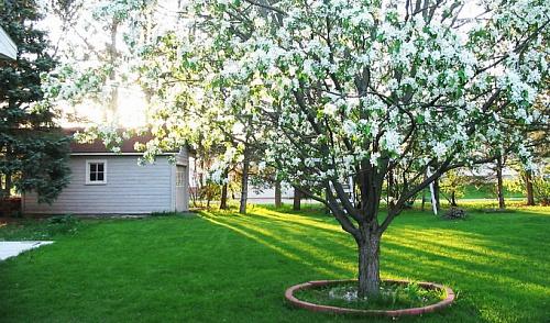 Какие деревья можно сажать возле дома по Фен-Шуй. Деревья возле дома по Фен-Шуй