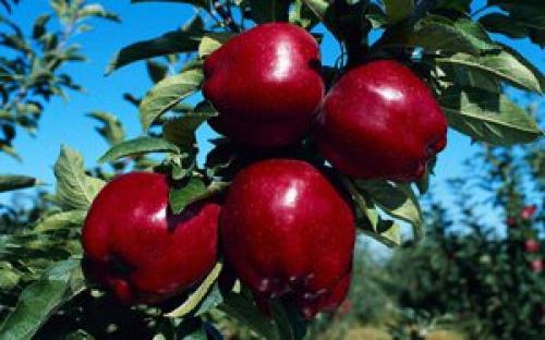 Какие деревья посадить на участке. Добавление статьи в новую подборку 23 Какие деревья посадить на участке. Добавление статьи в новую подборку 23