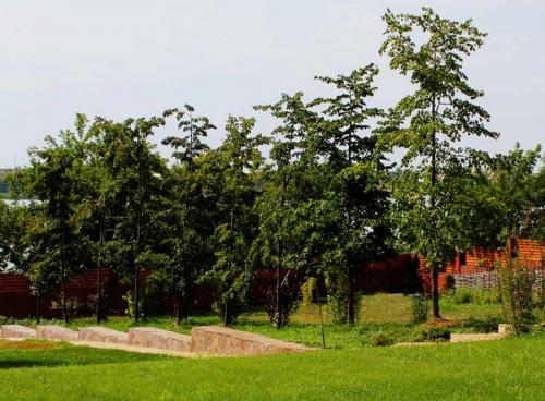 Какое дерево посадить возле дома. Деревья возле дома — виды которые можно и нельзя сажать. 100 фото лучших вариантов для посадки