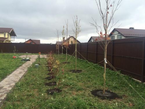 Какое дерево посадить возле дома. Деревья возле дома — виды которые можно и нельзя сажать. 100 фото лучших вариантов для посадки