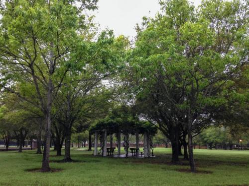 Какое дерево посадить возле дома. Деревья возле дома — виды которые можно и нельзя сажать. 100 фото лучших вариантов для посадки