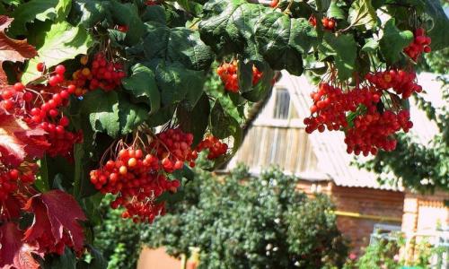 Какое дерево посадить под окном. Калина