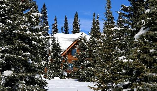 Какие деревья можно сажать возле дома по Фен-Шуй. Деревья возле дома по Фен-Шуй
