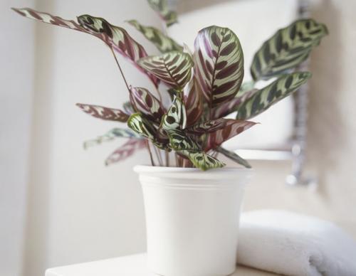 5 растений для самого темного угла в вашей квартире. 10 комнатных растений, которые вырастут даже в самом темном углу