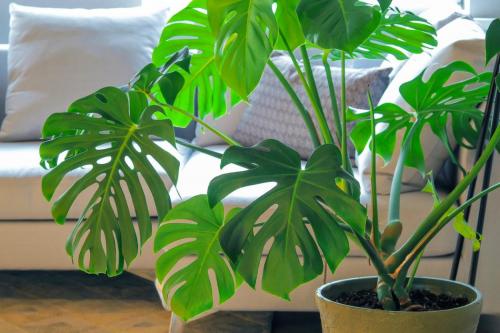 Тенелюбивые комнатные растения. Комнатные растения, которые отлично чувствуют себя в прихожей: выживаят в тени