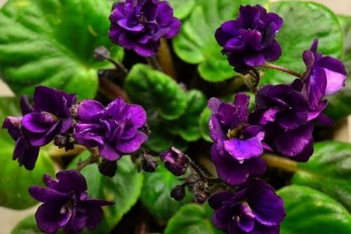 Теневыносливые растения для дома. Особенности выращивания теневыносливых растений 01 Теневыносливые растения для дома. Особенности выращивания теневыносливых растений 01