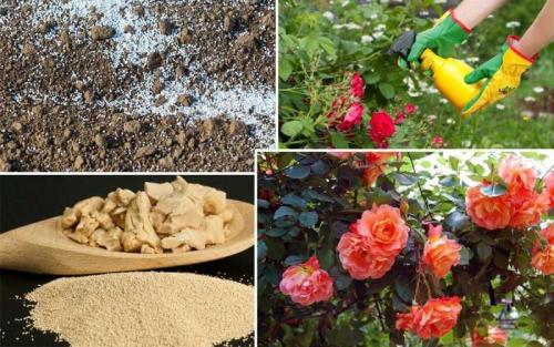 Розарий на дачном участке. Розарий на даче — схемы расположения и красивые сочетания цветов для дачного участка (130 фото)