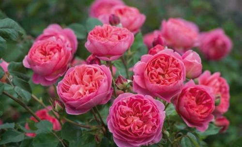 Розарий на дачном участке. Розарий на даче — схемы расположения и красивые сочетания цветов для дачного участка (130 фото)